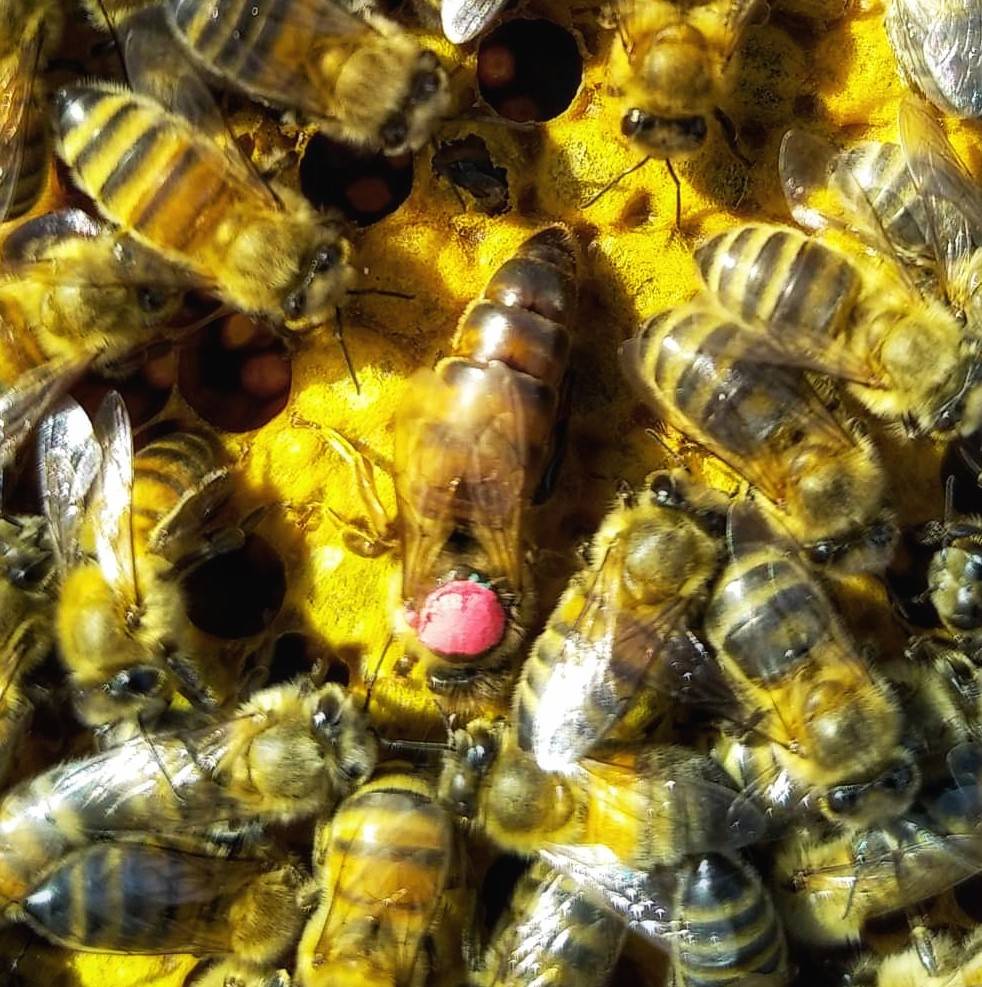 Colonie d'abeilles buckfast 2024 
